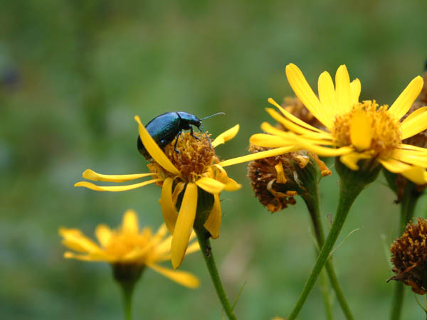 1/200s F3.1 80mm makro (Fujifilm FinePix 6900Zoom)