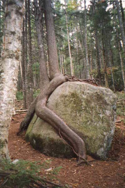 V Baxter State Park,Maine,USA