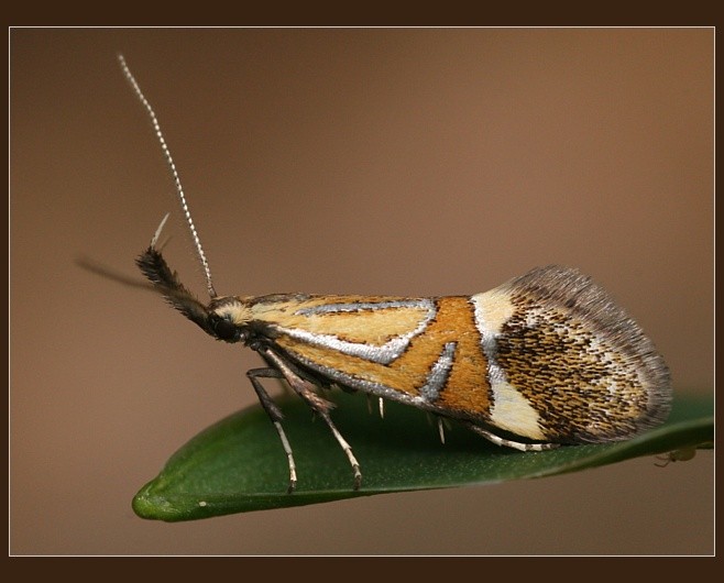 Alabonia staintoniella