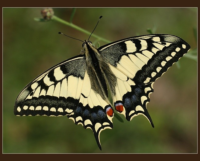 Papilio machaon