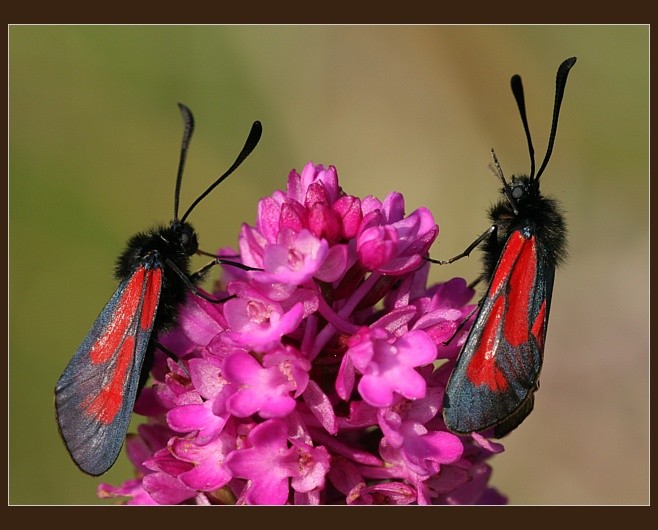 Zygaena purpuralis