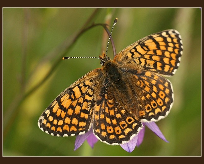 Melitaea cinxia