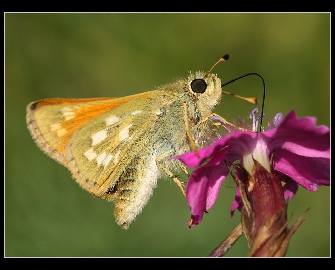 Hesperia comma