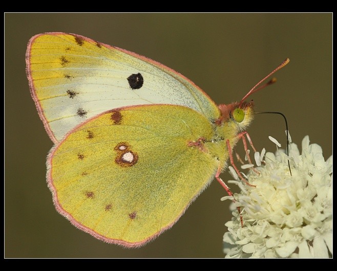 Colias alfacariensis