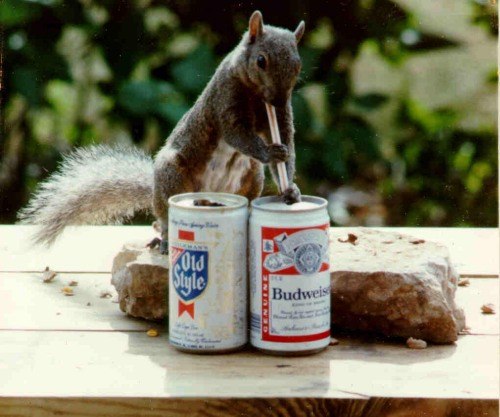 Jednomu mmu kamardovi, te o przdninch, medvd roztrhal batoh a sndl vechno jdlo...  ale z tto udlosti bohuel foto nemm, protoe se to odehrlo v noci...  take pro dneek je tady alespo veverka popjejc Budweisser.  :o)